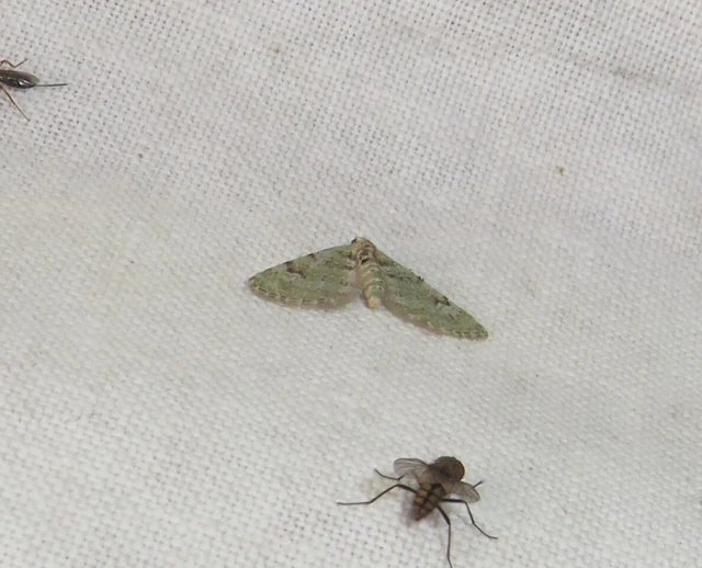 Chloroclystis v-ata - zöldes törpearaszoló