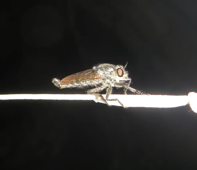 Asilinae