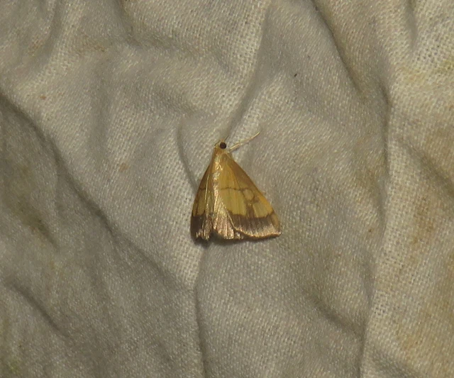 Evergestis limbata - közönséges dudvamoly