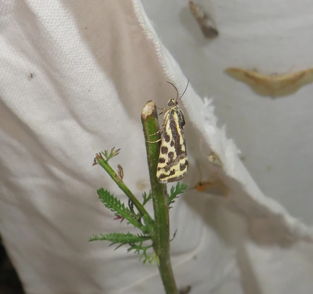 Emmelia trabealis - zebrabagoly