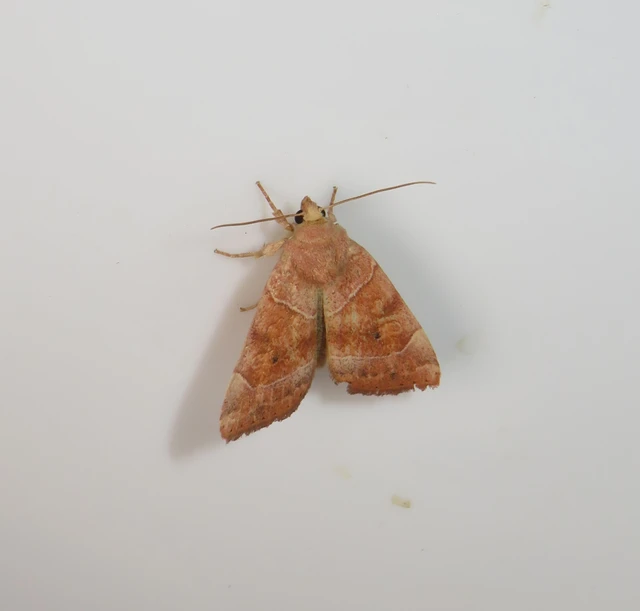 Cosmia trapezina - közönséges lombbagoly