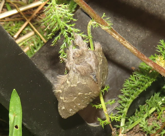 bükkfa-púposszövő - Stauropus fagi