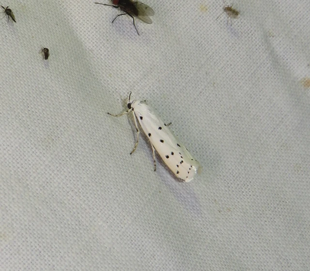 Myelois circumvoluta - pettyes karcsúmoly