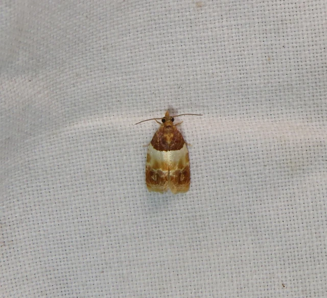 barnatövű tükrösmoly - Epinotia festivana