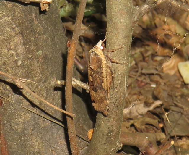 nagy sárgafűbagoly - Noctua pronuba