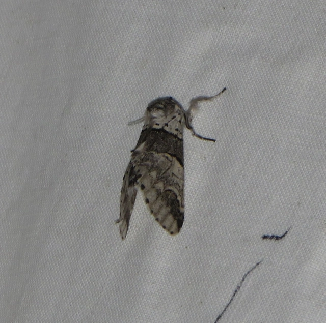 kis púposszövő - Furcula bifida