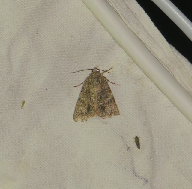 Acronicta rumicis - sóska-szigonyosbagoly Acronicta rumicis - sóska-szigonyosbagoly