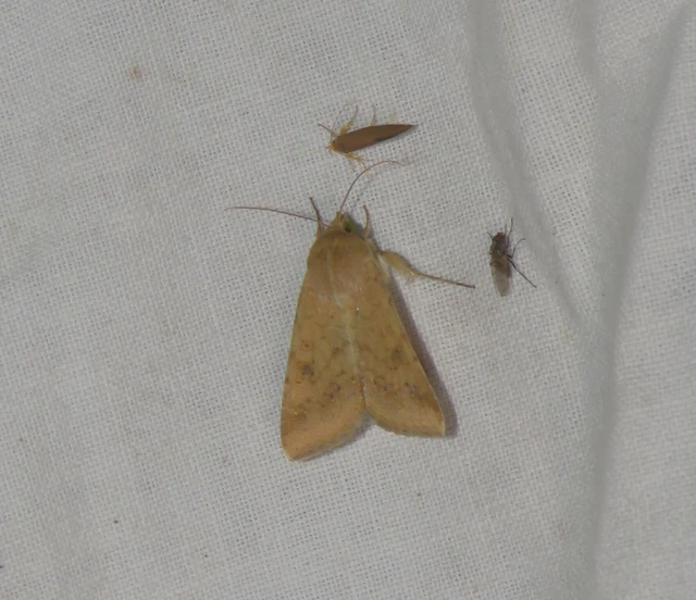 kukorica-veteménybagoly - Helicoverpa armigera