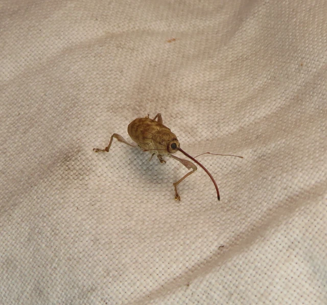 tölgymakkzsuzsóka - Curculio glandium