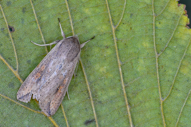 Mythimna unipuncta - hordabagoly