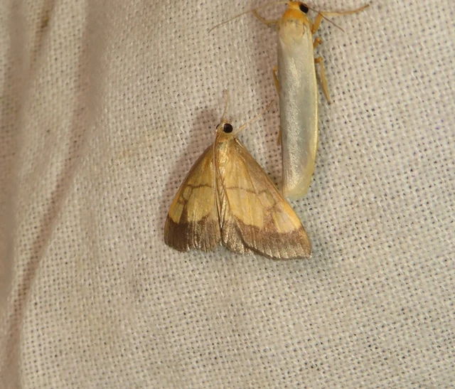 Evergestis limbata - közönséges dudvamoly
