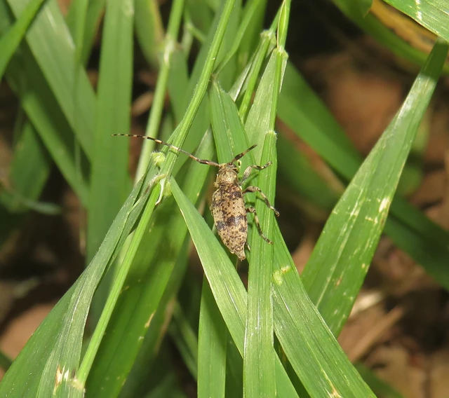 öves gesztcincér - Leiopus nebulosus