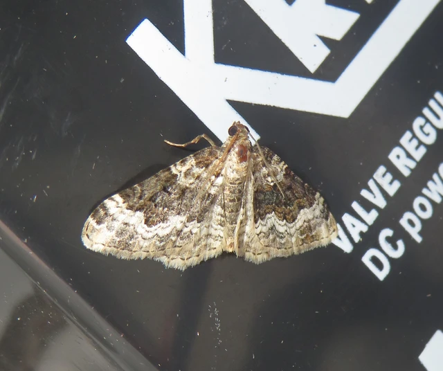 Epirrhoe alternata - galaj-tarkaaraszoló