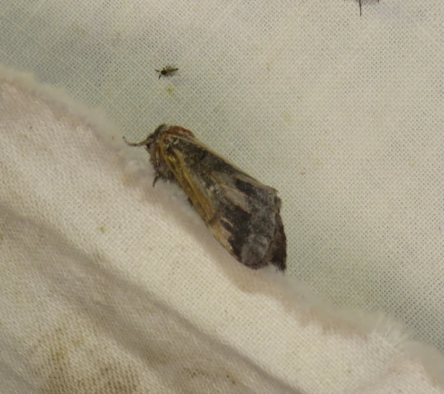 Drymonia querna - tölgyfa-púposszövő