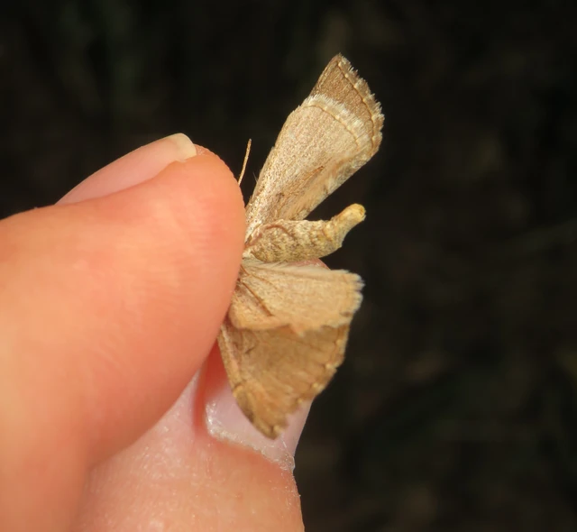 szürke csíkosaraszoló - Aplocera plagiata