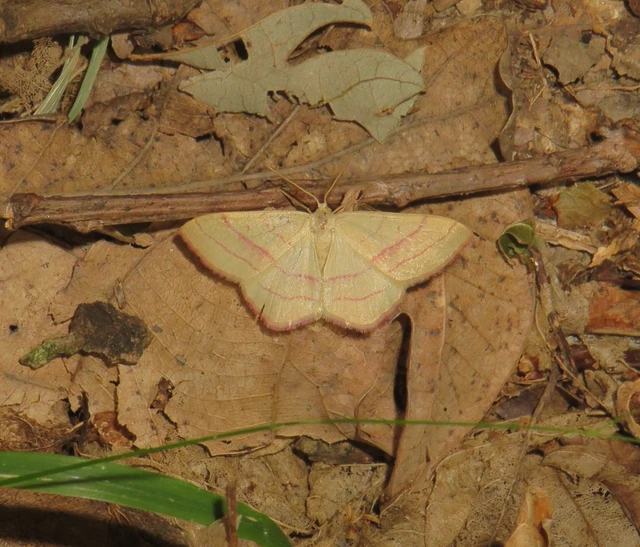 Rhodostrophia vibicaria - pirosszélű araszoló