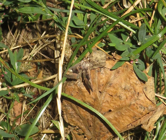 Euplexia lucipara - szeder-csipkésbagoly