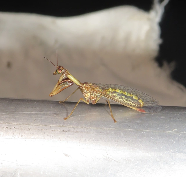 kétszínű fogólábú-fátyolka - Mantispa styriaca