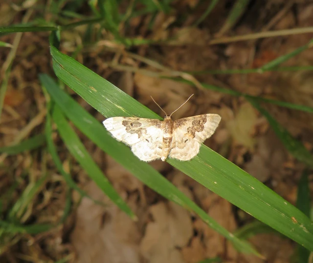 Idaea rusticata - tarka apróaraszoló