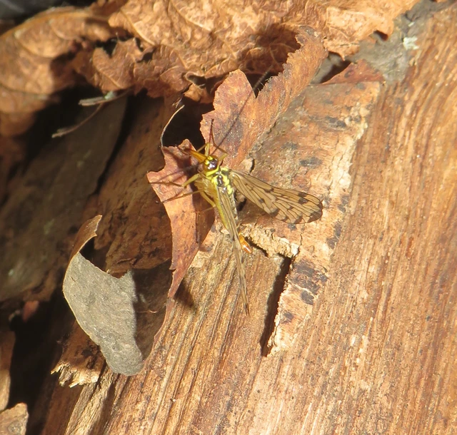 német skorpiólégy - Panorpa germanica