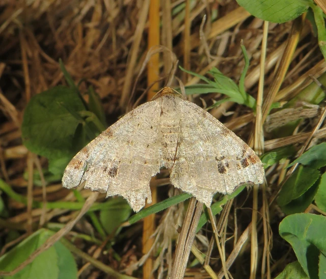 Macaria alternata - közönséges szürkearaszoló