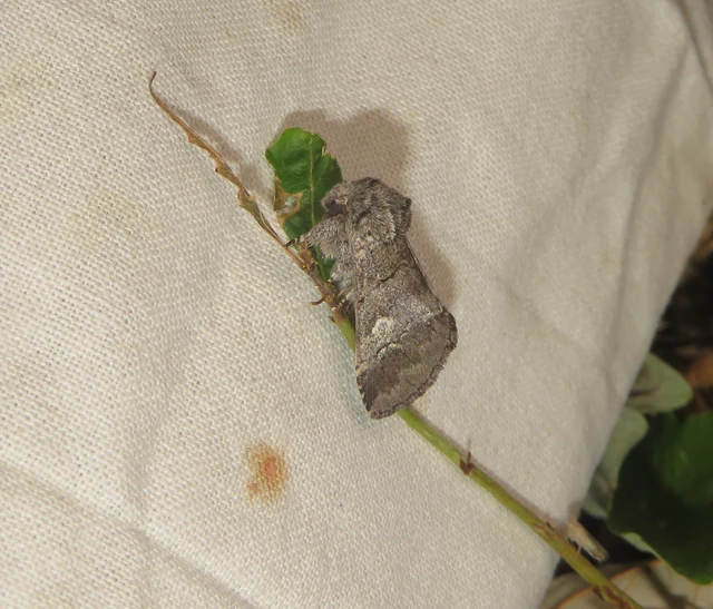 Drymonia querna - tölgyfa-púposszövő