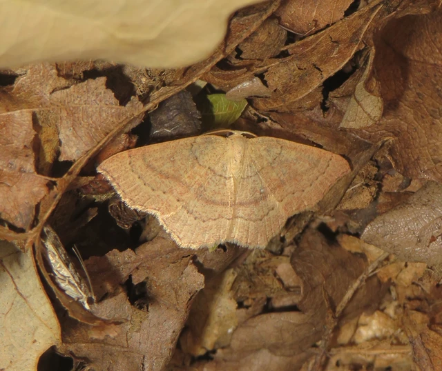 Cyclophora linearia - vonalas pettyesaraszoló