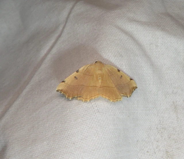 háromjegyű araszoló - Eilicrinia trinotata