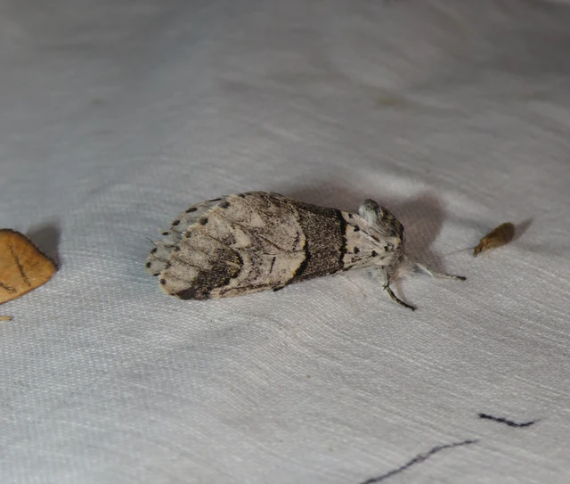 Furcula bifida - kis púposszövő