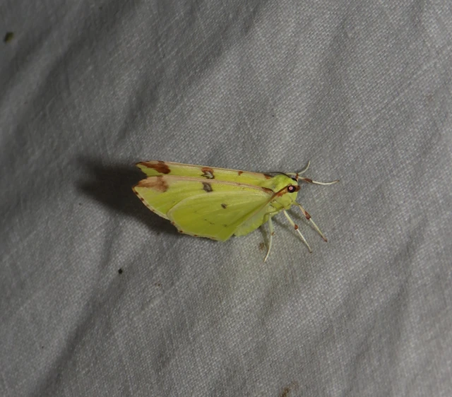 citromsárga araszoló - Opisthograptis luteolata