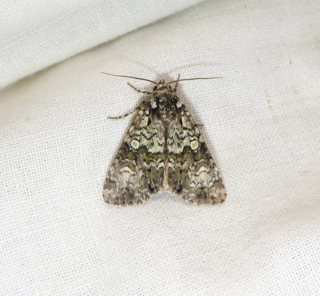 Craniophora ligustri - fagyalbagoly