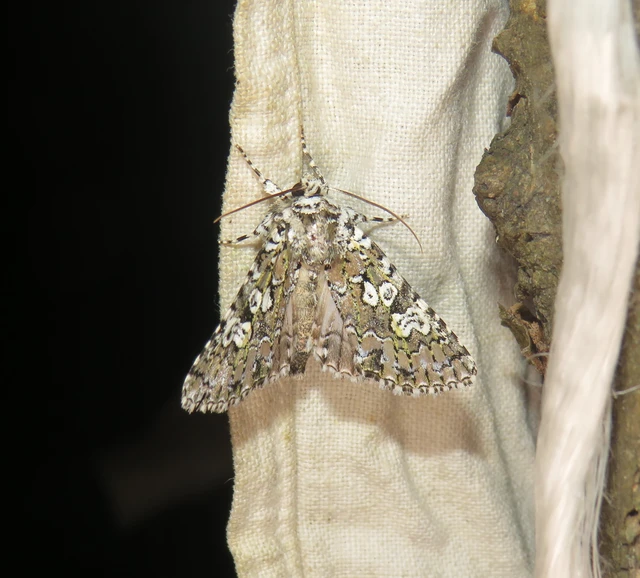 hármasfoltú bagoly - Lamprosticta culta