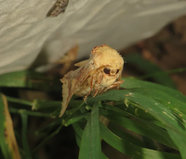 magyar púposszövő - Phalera bucephaloides