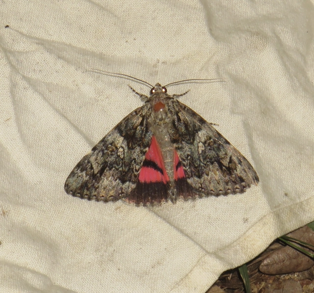 kis tölgyfa-övesbagoly - Catocala promissa