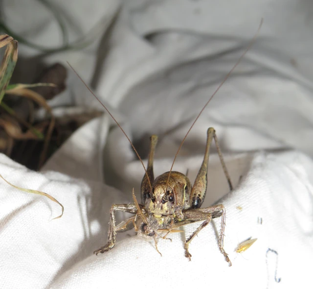 Phaneroptera