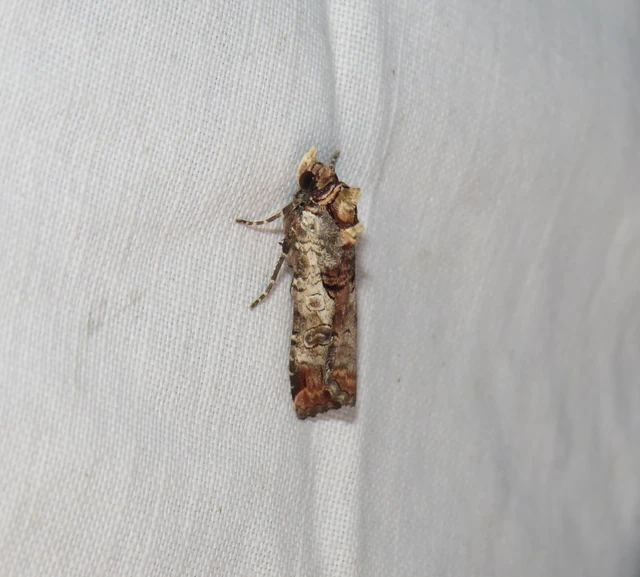 Epilecta linogrisea - karcsú sárgafűbagoly