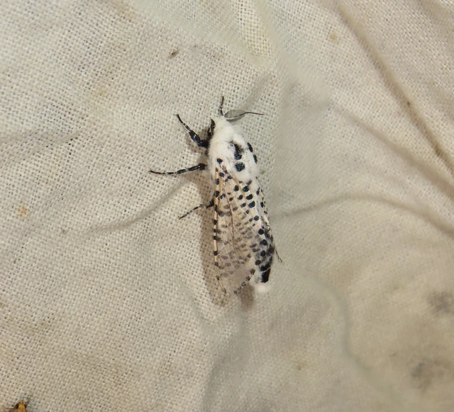 almafarontólepke - Zeuzera pyrina