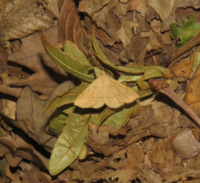 Paracolax tristalis - sárgás karcsúbagoly Paracolax tristalis - sárgás karcsúbagoly