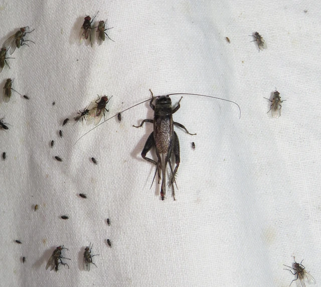 Eumodicogryllus bordigalensis - bordói tücsök
