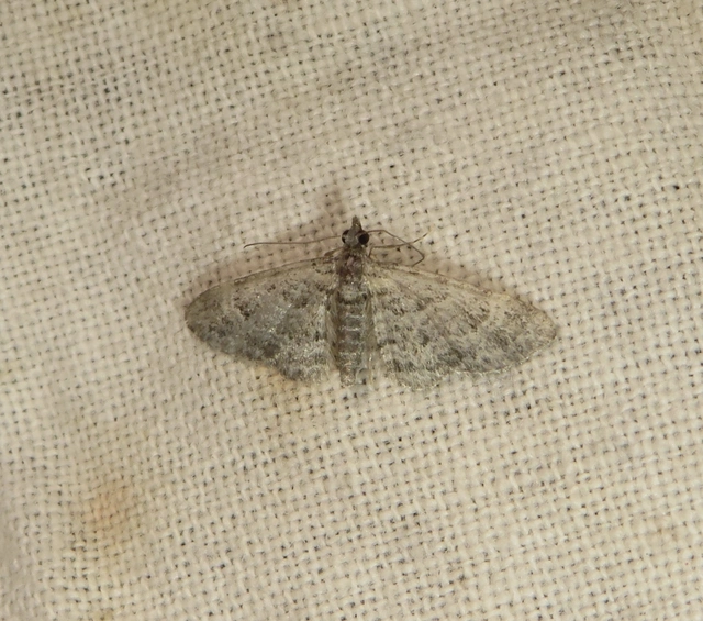 Gymnoscelis rufifasciata - vöröscsíkos törpearaszoló