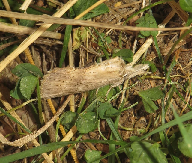 Pterostoma palpina - csőrös púposszövő