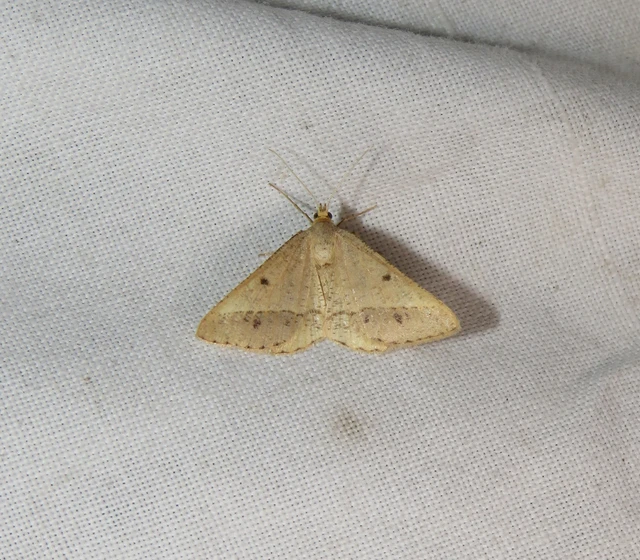 lucerna-araszoló - Tephrina arenacearia