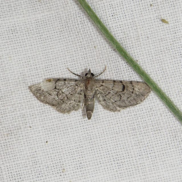 habszegfű-törpearaszoló - Eupithecia silenicolata