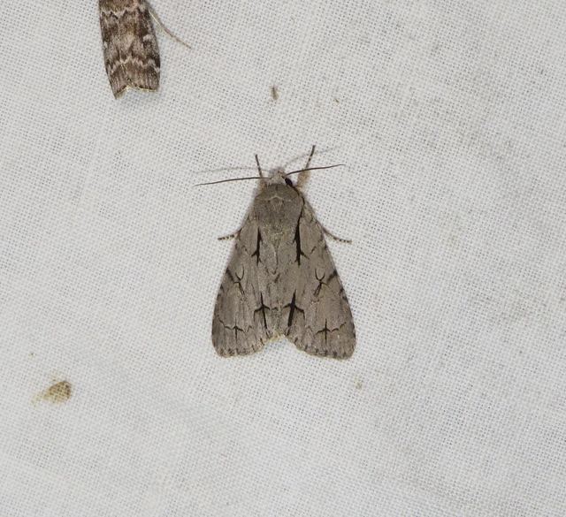 Acronicta cuspis/tridens/psi