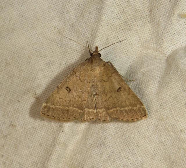 okkerbarna karcsúbagoly - Zanclognatha zelleralis