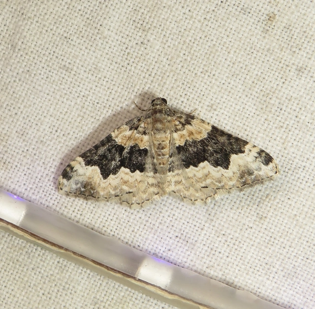 Epirrhoe galiata - sávos galajaraszoló