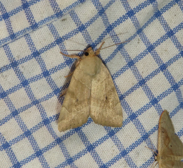 Cosmia trapezina - közönséges lombbagoly