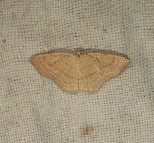 Cyclophora linearia - vonalas pettyesaraszoló