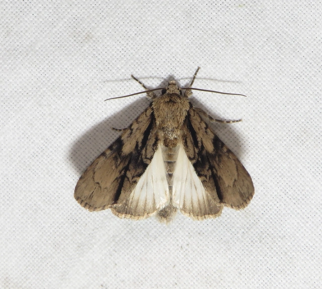 éger-szigonyosbagoly - Acronicta alni