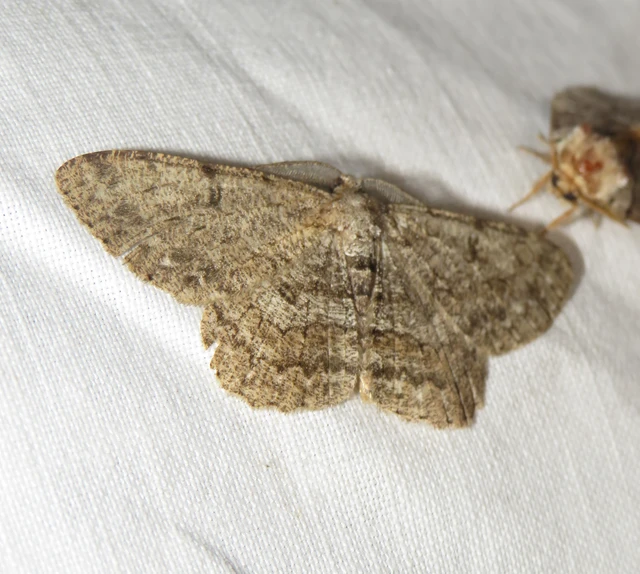 Hypomecis punctinalis - pettyes faaraszoló